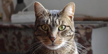 apprendre à dessiner un chat au crayon