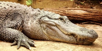 apprendre à dessiner un crocodile facilement