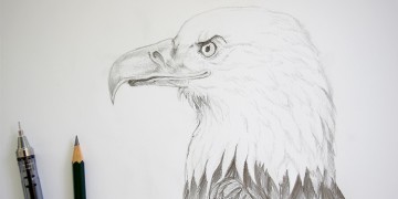 dessiner un aigle facilement en suivant ce tutoriel en vidéo