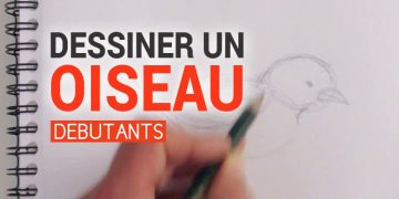 voici une méthode pour apprendre à dessiner un oiseau le plus facilement et librement possible