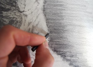 détails et retouche au crayon des poils du chat