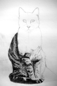 apprendre à dessiner le pelage du chat