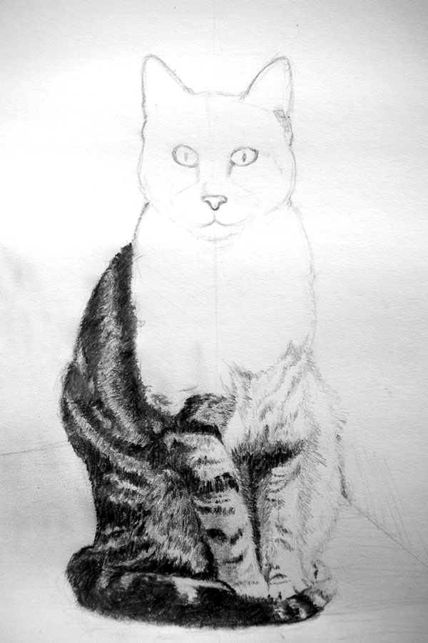 Apprendre A Dessiner Les Poils De Chat Apprendre A Dessiner Avec Dessin Creation