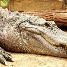 apprendre à dessiner un crocodile facilement