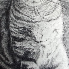 comment dessiner un chat dans l'ombre
