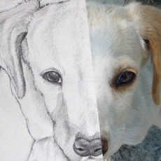 tutoriel pour apprendre à dessiner un chien pas à pas
