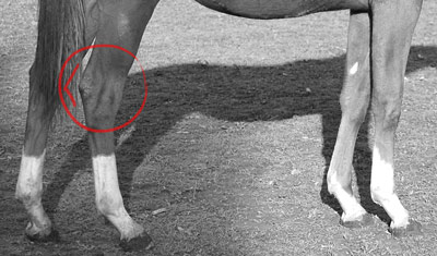dessiner un cheval et ses jambes