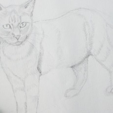 technique pour dessiner un chat au crayon
