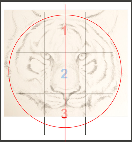 Comment Dessiner Un Tigre En Quelques Traits Apprendre A Dessiner Avec Dessin Creation