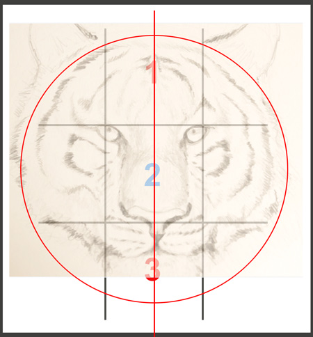 méthode pour dessiner une tête de tigre proportionnée