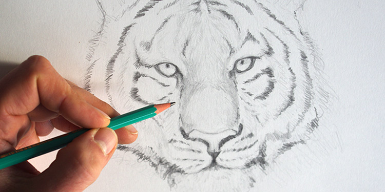 apprendre à dessiner un tigre avec le blog dessin-création