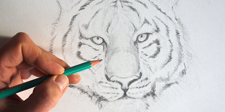 COMMENT DESSINER UN TIGRE EN QUELQUES TRAITS ?