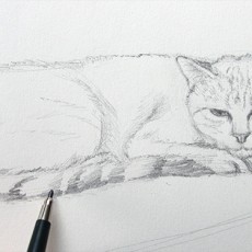 technique pour dessiner un chat couché au crayon