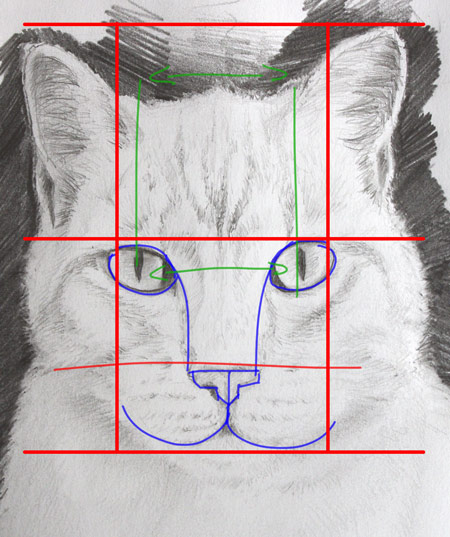 dessiner un chat en étudiant sa morphologie