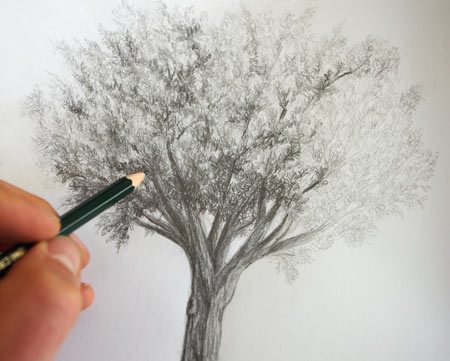 dessiner un arbre au crayon en clair obscur