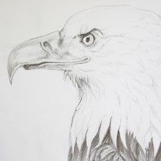 dessiner un aigle facilement en suivant ce tutoriel en vidéo