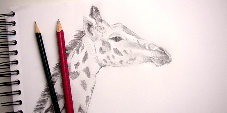 Comment Dessiner Une Girafe Anatomie Et Portrait Apprendre A Dessiner Avec Dessin Creation