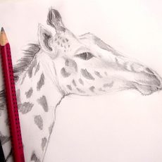 méthode très simple pour dessiner une girafe et faire son portrait pas à pas