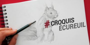 technique pour dessiner un écureuil et réussir à faire de beaux croquis d'animaux